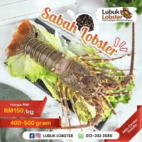 Sabah Lobster (Min 1KG)